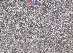 4.Đá Granite Tím Khánh Hòa